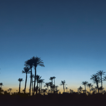 Marrakech Palmeraie